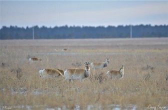 C71B7141E26146E0761B3610C28509A3 Число Дзеренов В Даурском Заповеднике Увеличилось До 14 Тысяч Особей 3