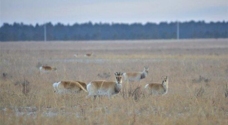 C71B7141E26146E0761B3610C28509A3 Число Дзеренов В Даурском Заповеднике Увеличилось До 14 Тысяч Особей 1